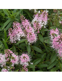 Hebe Nicola's Blush (2lt)