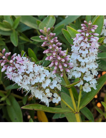 Hebe Nicola's Blush (2lt)