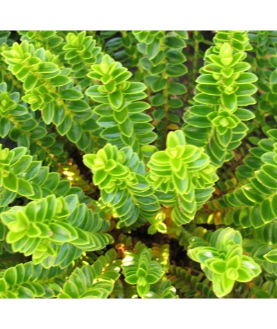 Hebe odora (buxifolia) Nana (2lt)