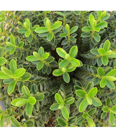 Hebe odora (buxifolia) Nana (2lt)