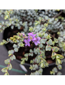 Hebe pimeleoides Quicksilver (2lt)