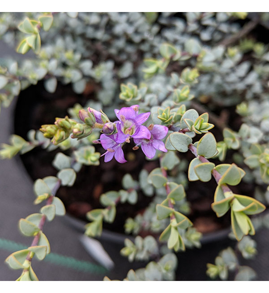 Hebe pimeleoides Quicksilver (2lt)