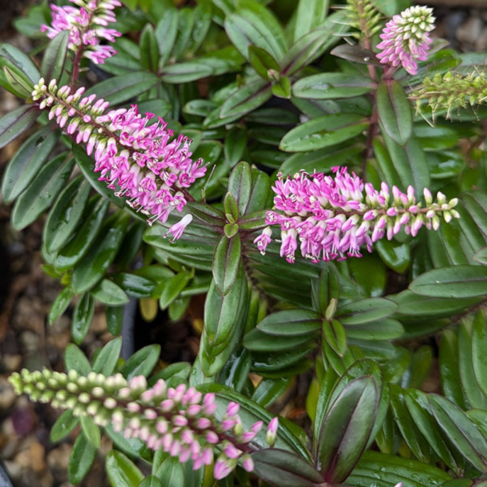 Hebe Pink Candy (2lt)