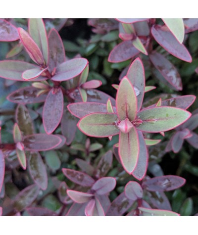 1X 3FT EXTRA LARGE VIBURNUM DAWN PLANT 5L WINTER FLOWERING SHRUB FRAGRANT