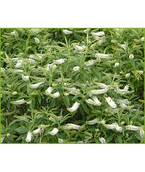 Hebe salicifolia (2lt)