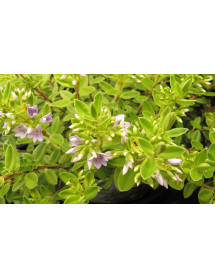 Hebe Summer Blue (2lt)