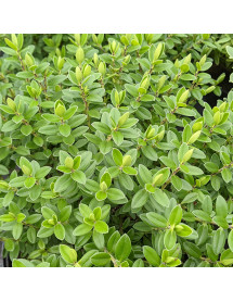 Hebe Summer Blue (2lt)