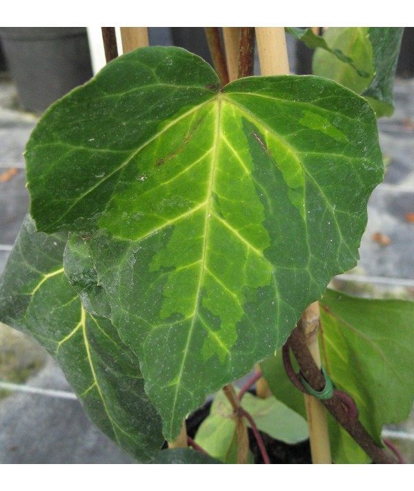 Hedera colchica Sulphur Heart  (2lt)