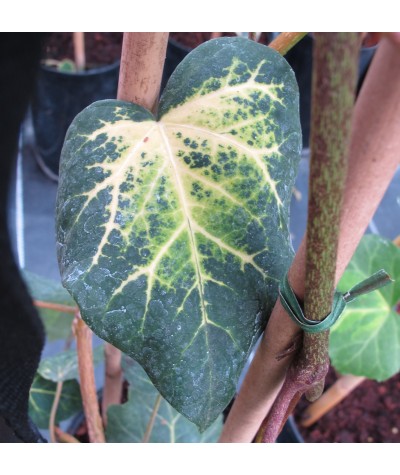 Hedera colchica Sulphur Heart  (2lt)