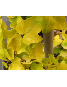 Hedera helix Buttercup (3lt)