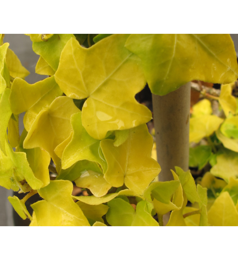 Hedera helix Buttercup (3lt)