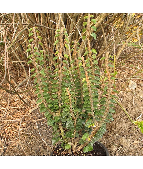 Hedera helix Conglomerata Erecta (2lt)