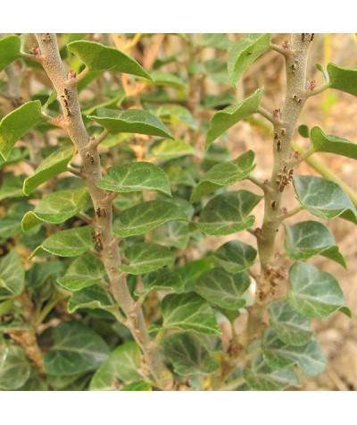 Hedera helix Conglomerata Erecta (2lt)