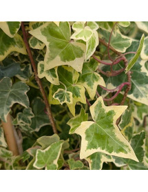 Hedera helix Goldchild (3lt) Hedera helix Goldchild (3lt)