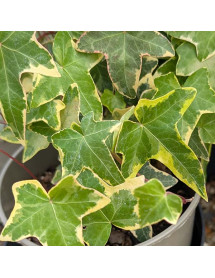 Hedera helix Goldchild (3lt)
