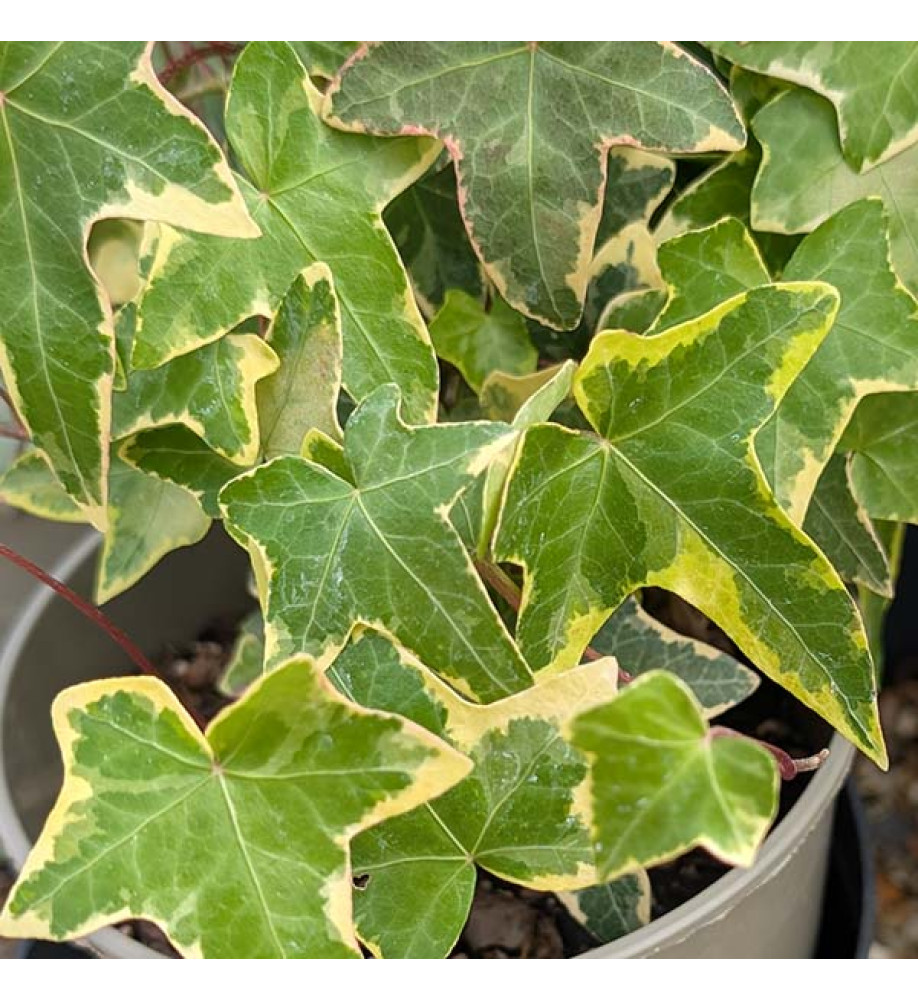 Hedera helix Goldchild (3lt)
