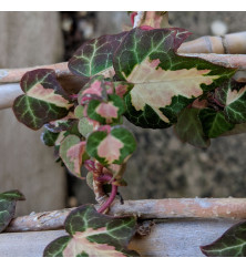 Hedera helix Goldheart (Oro di Bogliasco) (7lt) Hedera helix Goldheart (Oro di Bogliasco) (7lt)