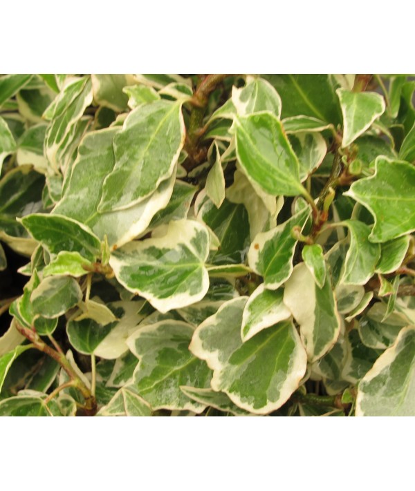 Hedera helix Little Diamond (3lt)