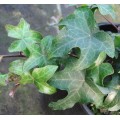 Hedera helix Manda's Crested (2lt)