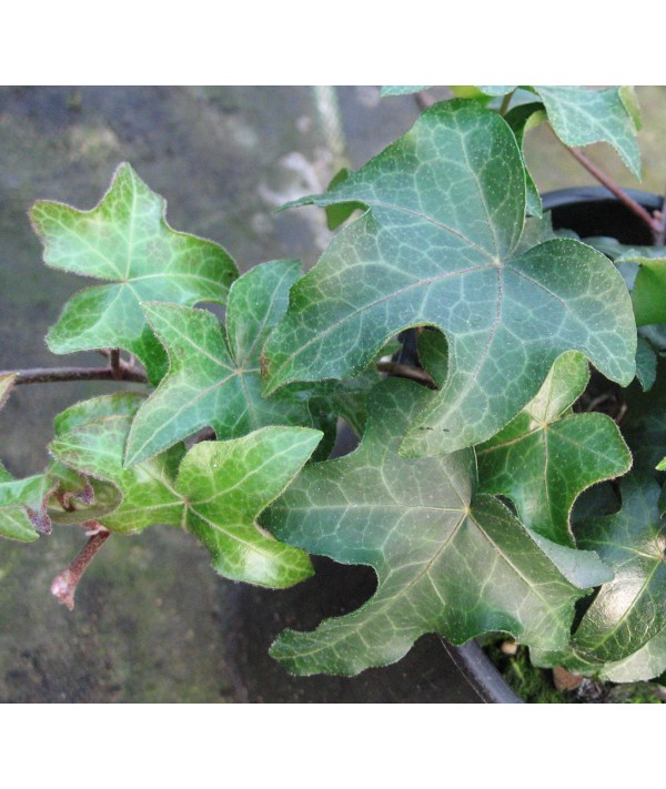 Hedera helix Manda's Crested (3lt)