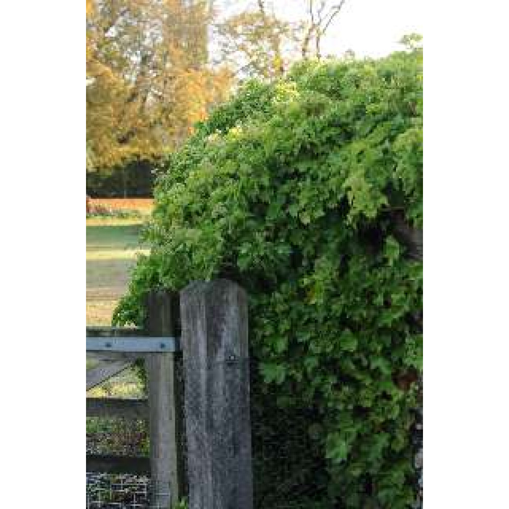 Hedera helix Parsley Crested (2lt)