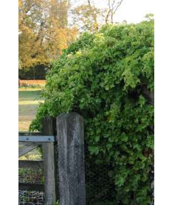 Hedera helix Parsley Crested (2lt)