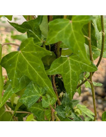Hedera helix Shamrock (3lt) Hedera helix Shamrock (3lt)