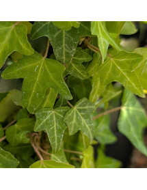 Hedera helix Shamrock (3lt)
