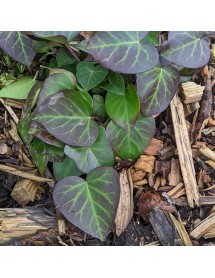 Hedera hibernica Arbori Compact (2lt)