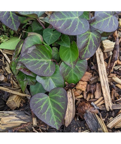 Hedera hibernica Arbori Compact (2lt)