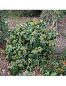 Hedera hibernica Arbori Compact (2lt)