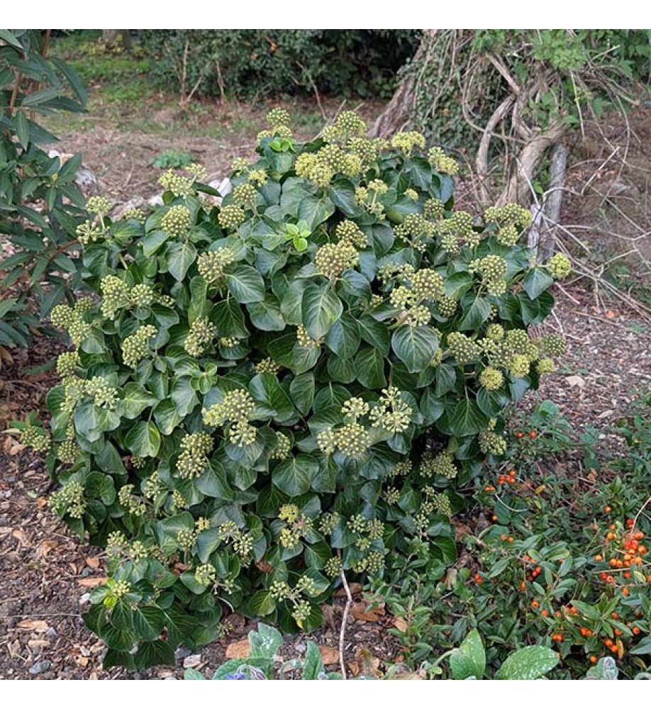 Hedera hibernica Arbori Compact (2lt)
