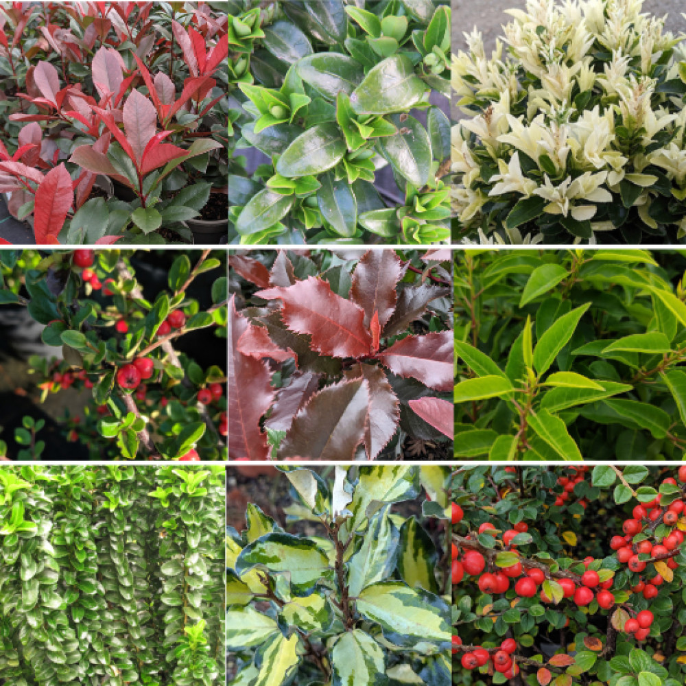 Hedging Plants