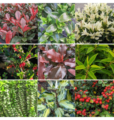 Hedging