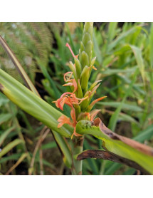 Hedychium aurantiacum (1.5lt) Hedychium aurantiacum (1.5lt)
