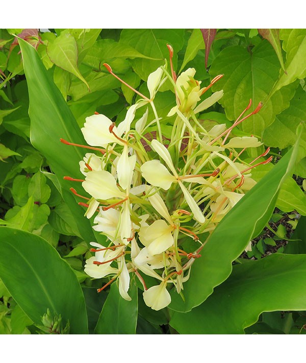 Hedychium flavescens (1lt)