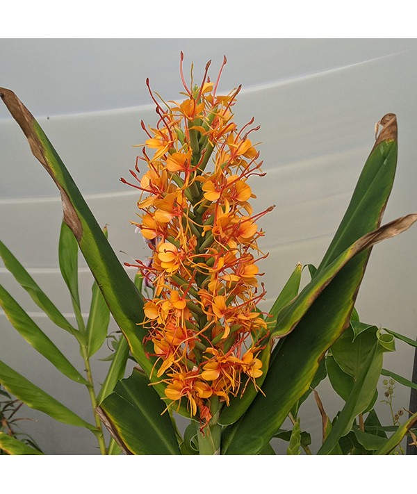 Hedychium Tara (5lt)