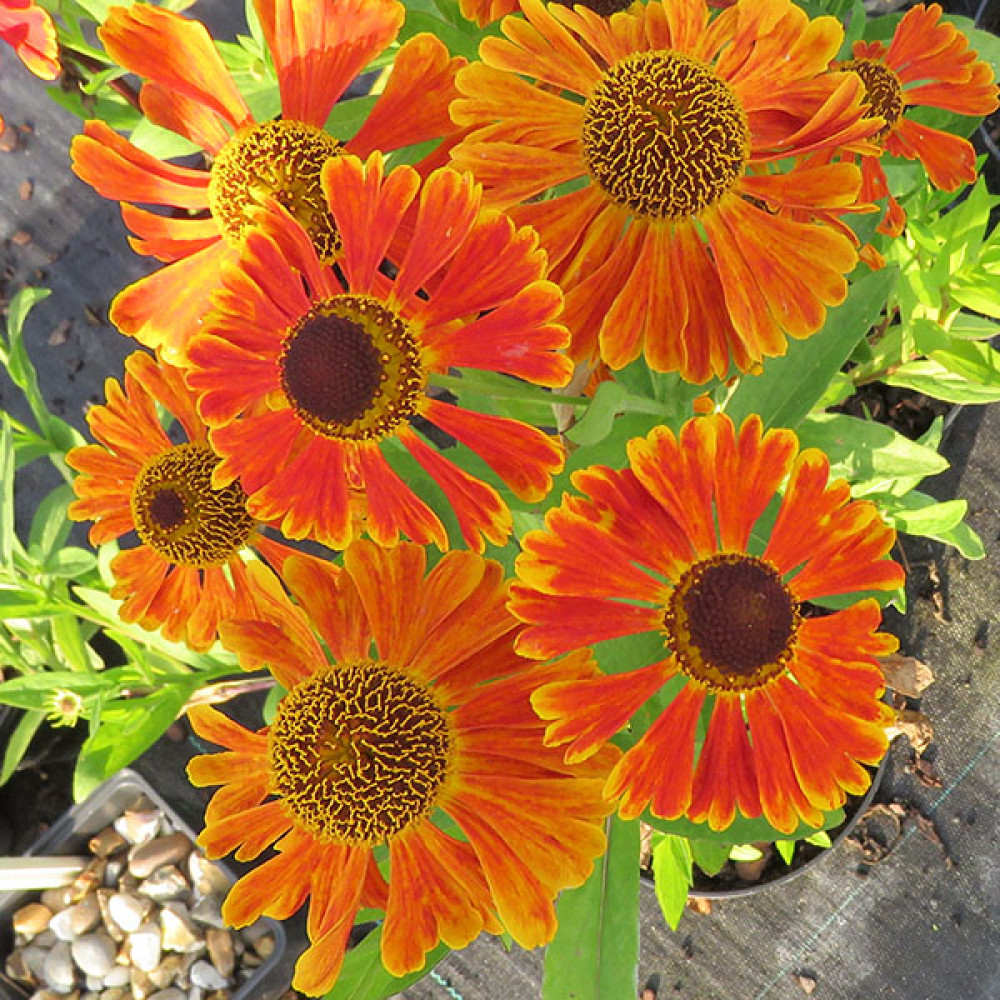 Helenium Waltraut (2lt)
