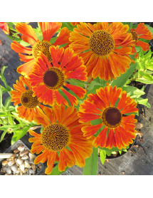 Helenium Waltraut (2lt)