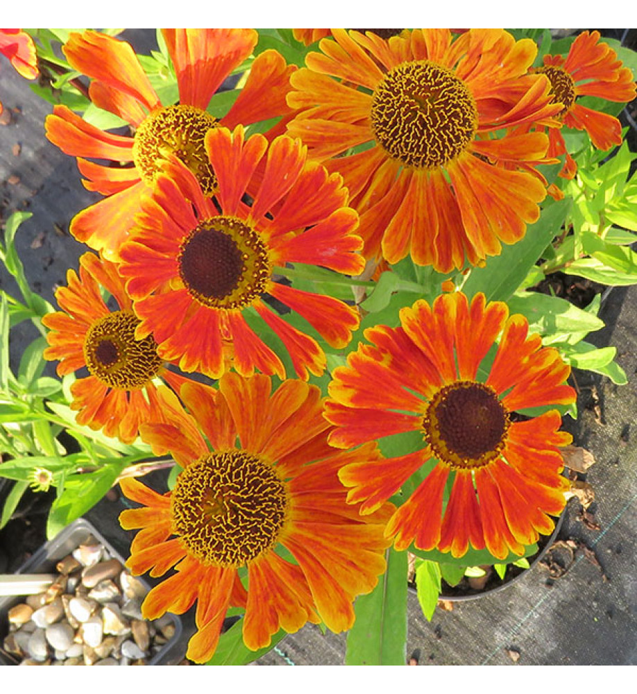 Helenium Waltraut (2lt)