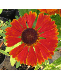 Helenium Waltraut (2lt)