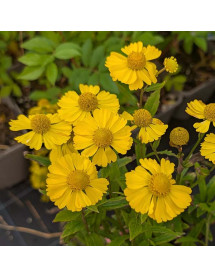 Helenium Lemon Sundae (1lt)