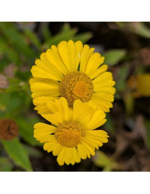 Helenium Lemon Sundae (1lt) Helenium Lemon Sundae (1lt)