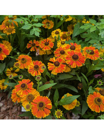 Helenium Mardi Gras (1lt)