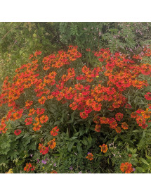 Helenium Moerheim Beauty (1.5lt)