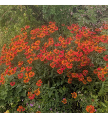 Helenium Moerheim Beauty (1lt)