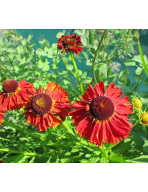 Helenium Moerheim Beauty (1.5lt)