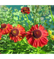 Helenium Moerheim Beauty (1lt)