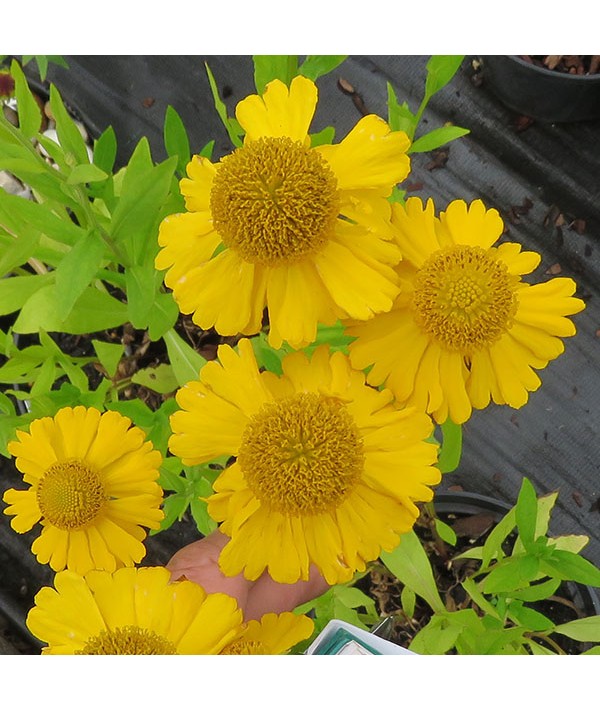 Helenium Pumilum Magnificum (2lt)