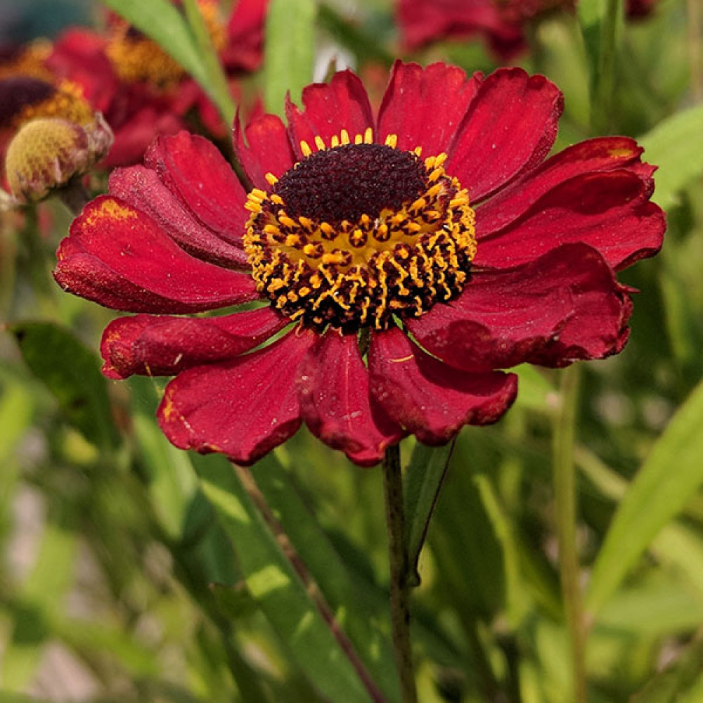 Helenium Rubinzwerg (1lt)